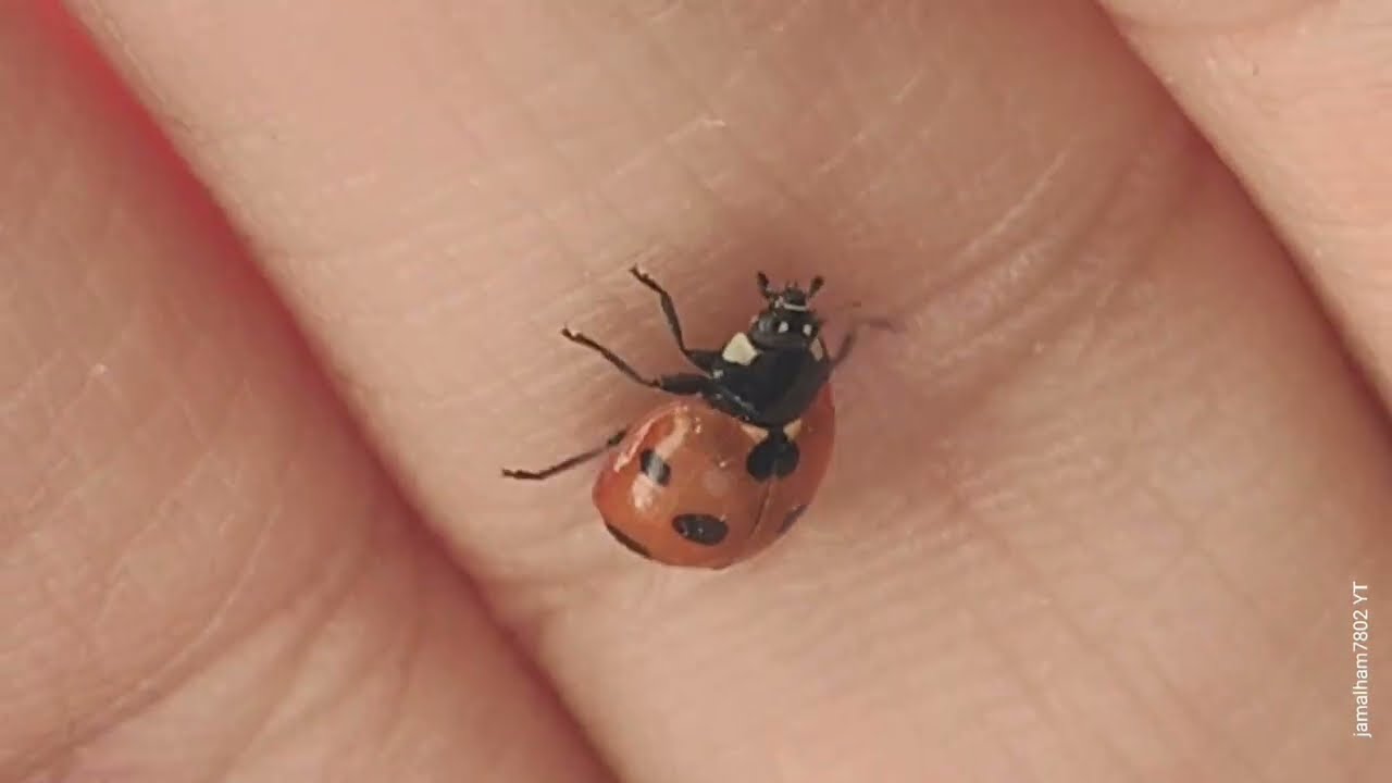 04 - Algerian Seven-spotted Lady Beetle, (Coccinella septempunctata algerica), دعسوقة ذات سبع نقاط