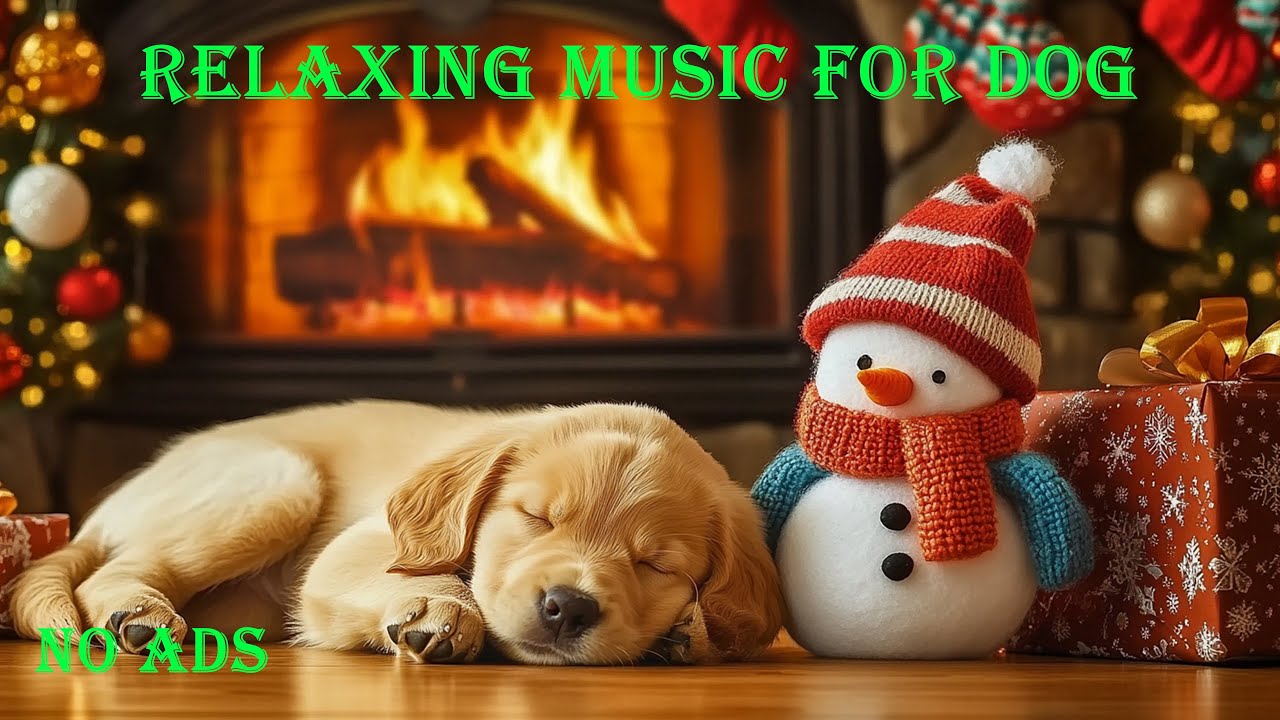 12 часов успокаивающей музыки для собак 🎵 Музыка для сна собак 🐶 Музыка для снятия тревоги разлуки
