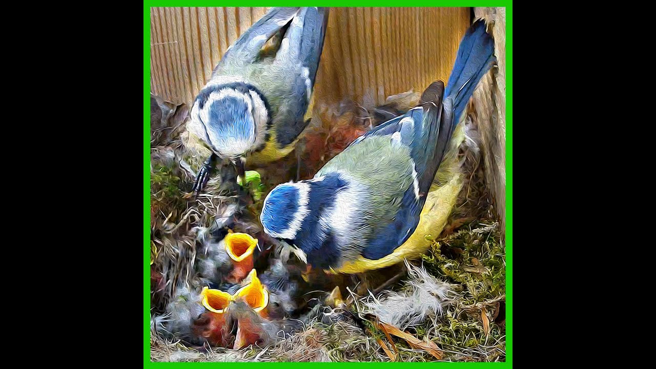 🐦 45 Days: From Nest Building to 8 Baby Birds Taking Flight ✨