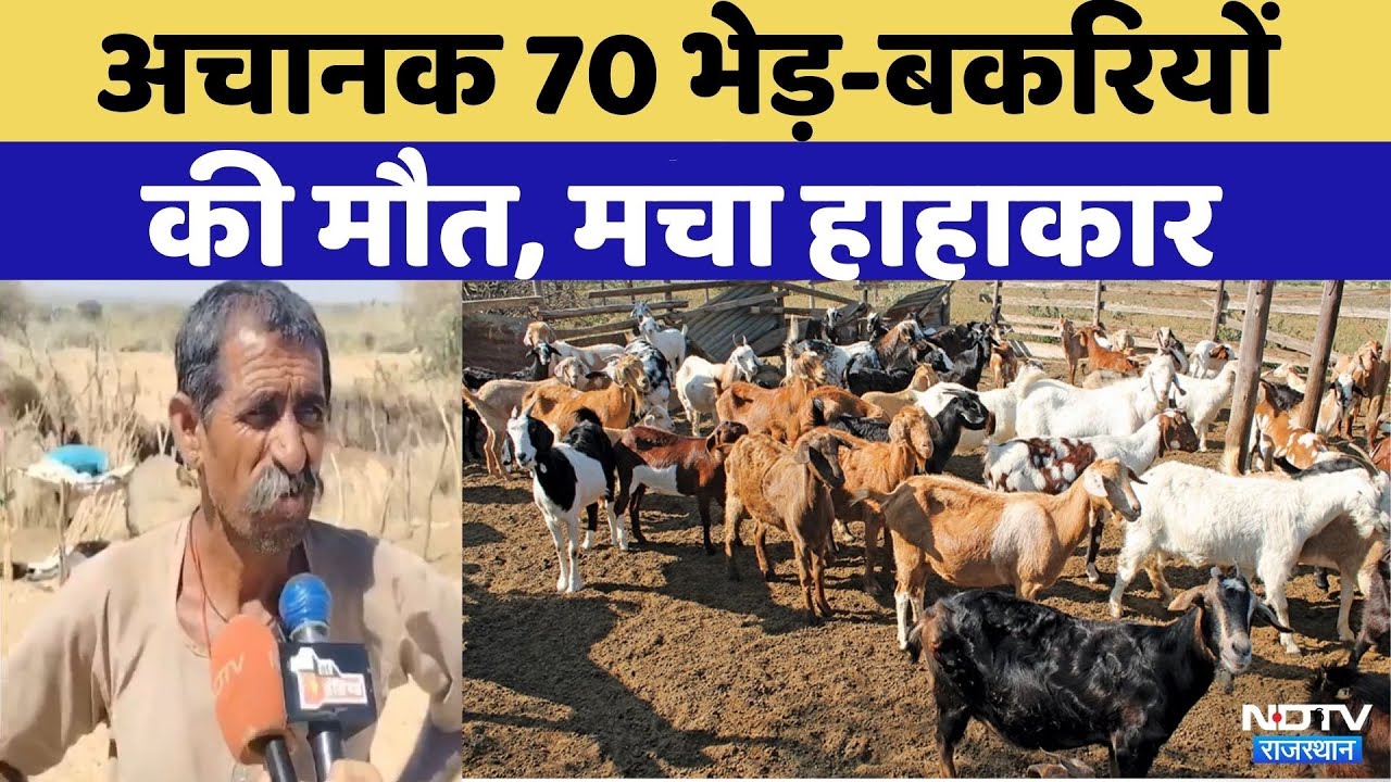 Balotra News: भेड़-बकरियों की मौत, मचा हाहाकार! | Rajasthan Top News | Latest News