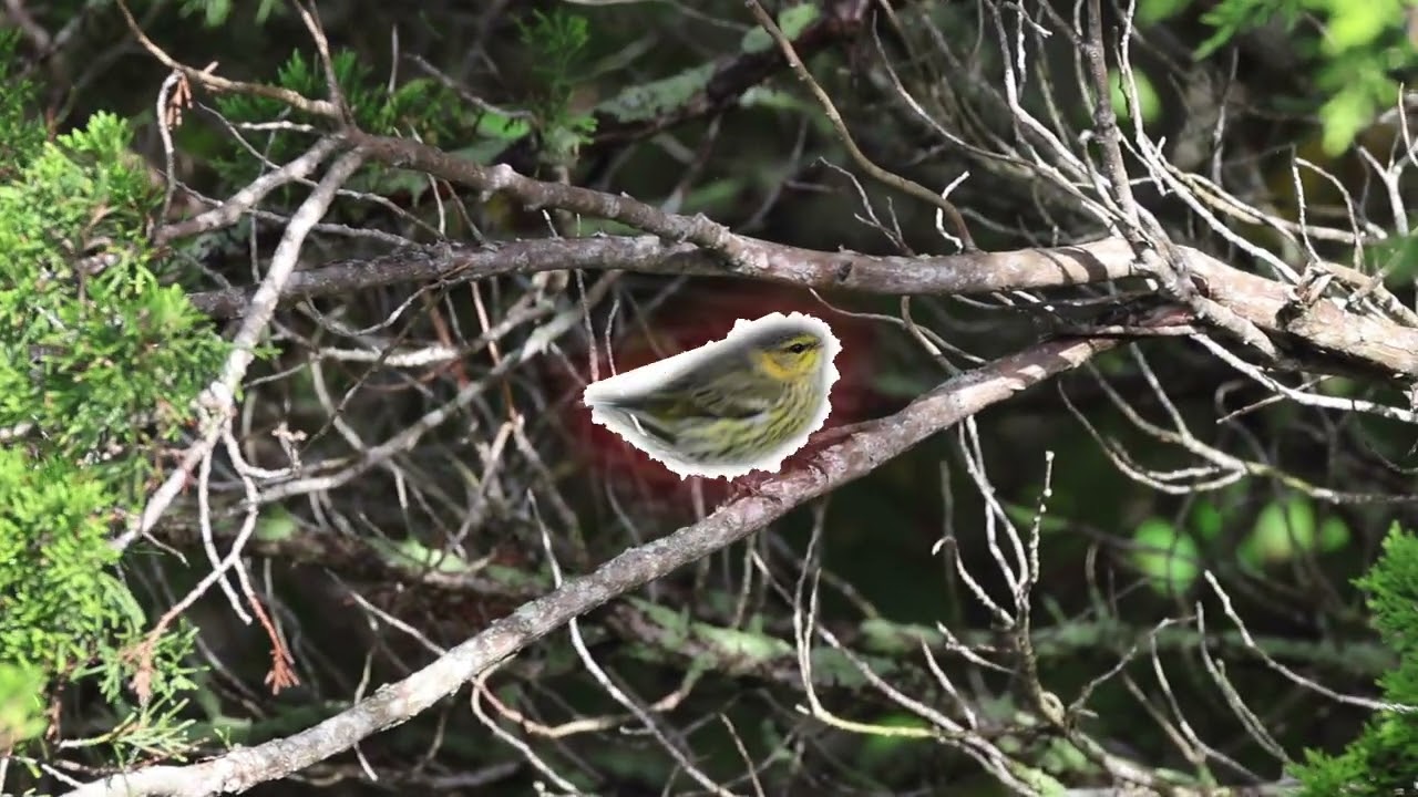 CAPE MAY MIGRATION song