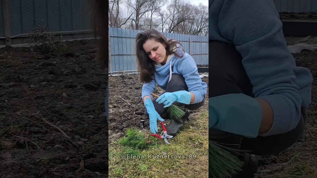 Черенкование хвойных #огород #дача #дачныеидеи #всаду