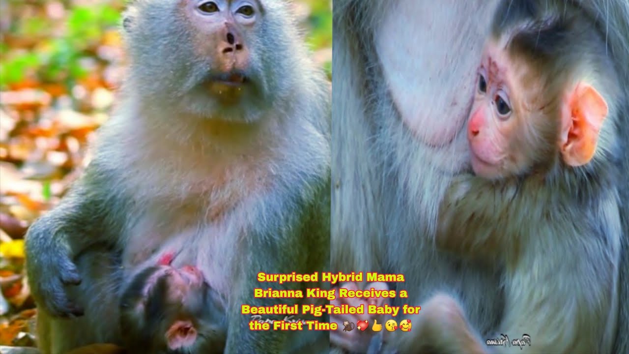 Big Miracle! Hybrid Mama Monkey Brianna Gives Birth to Her First Pigtail Baby 🐵🥰