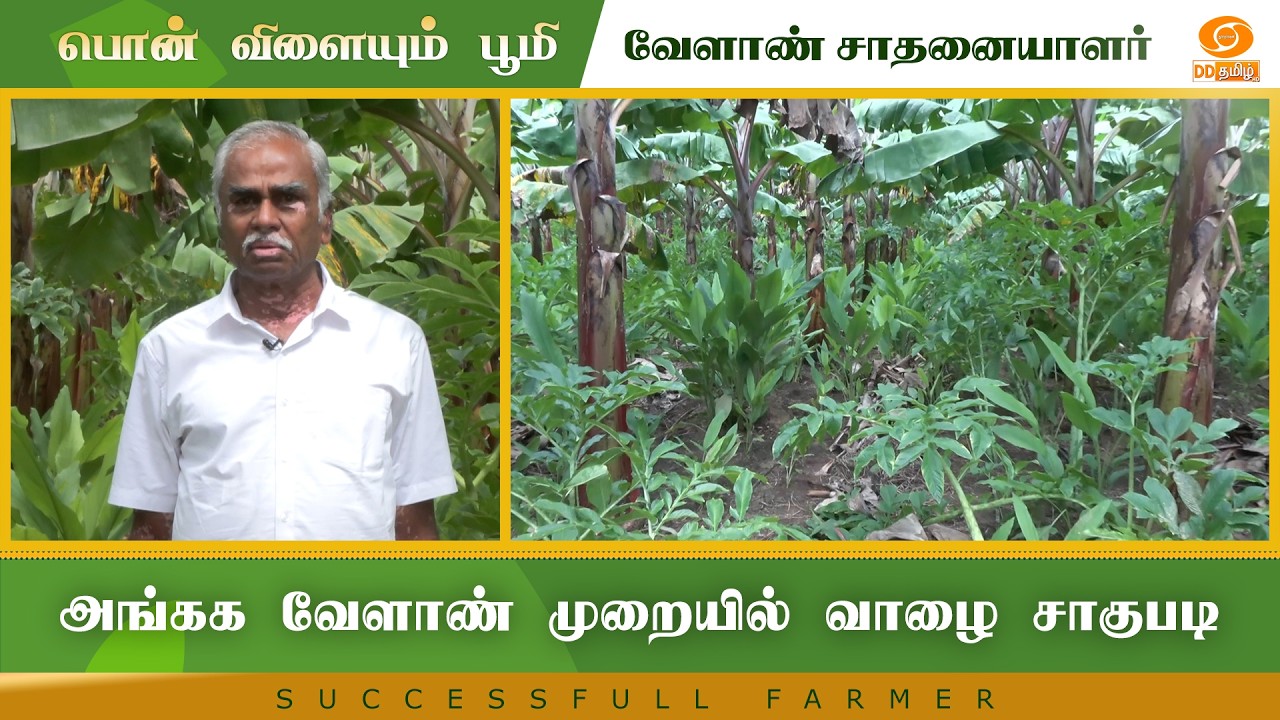 அங்கக வேளாண் முறையில் வாழை சாகுபடி | Successful Farmer #farming #farm