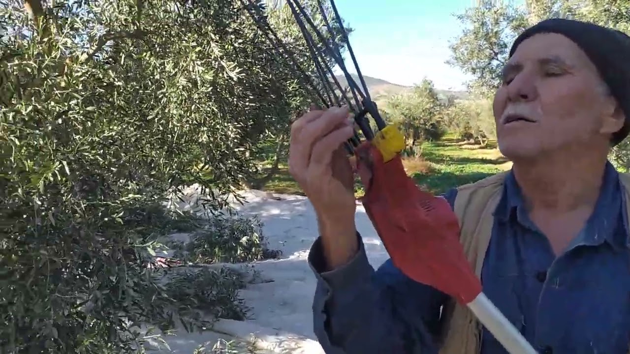 Zeytin hasatında "SEZON FİNALİ"