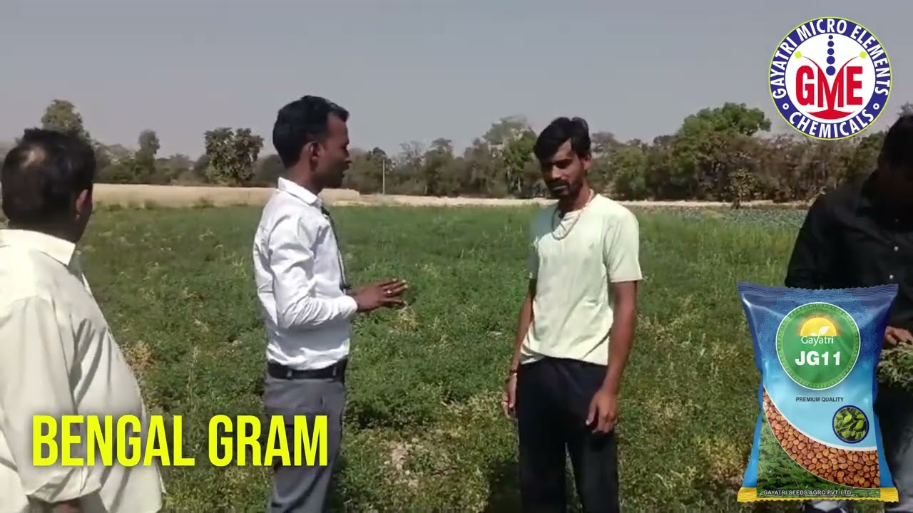 Gayatri JG 11|  High-Yield Bengal Gram Success Story from Betul | Chana Crop | Madhya Pradesh | Demo