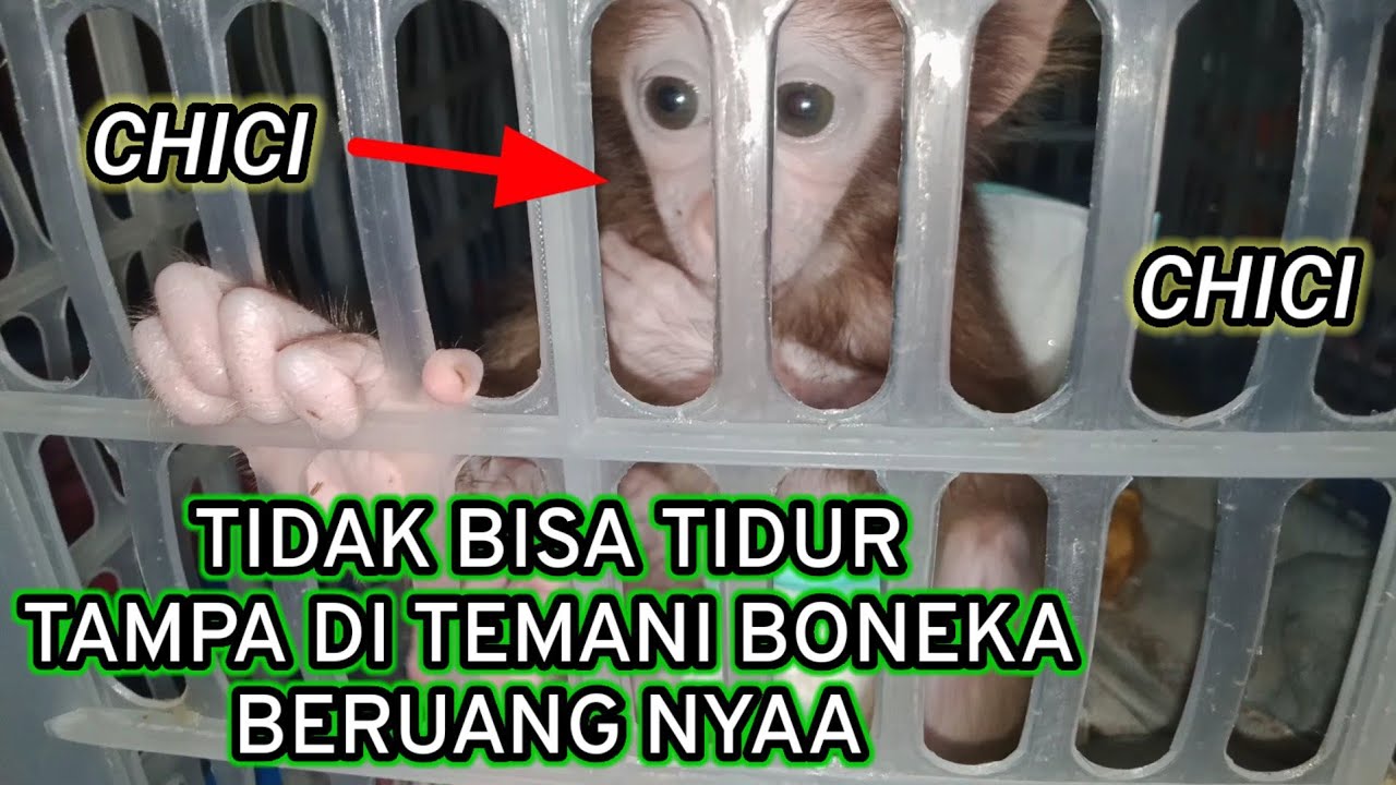 Baby mongkey ngamuk terus tidak ada boneka nya