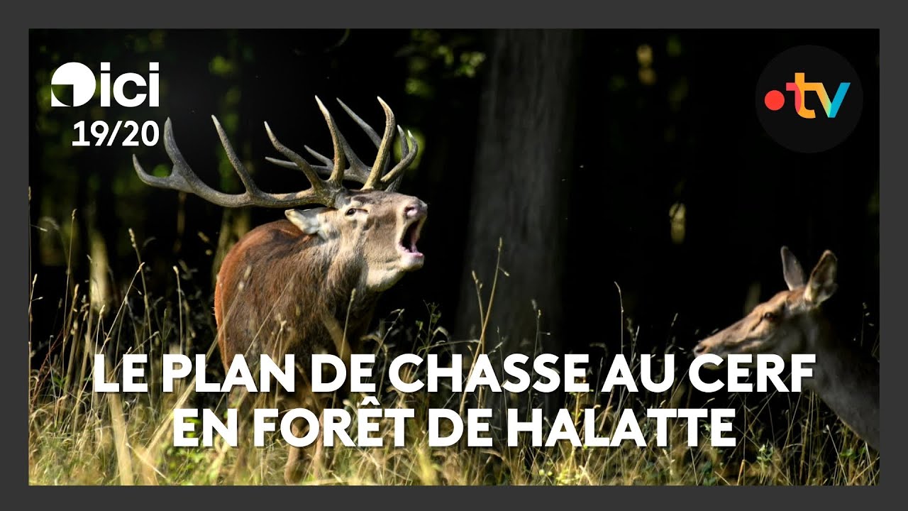 Plan de chasse au cerf en forêt de Halatte : le nombre de cervidés en question