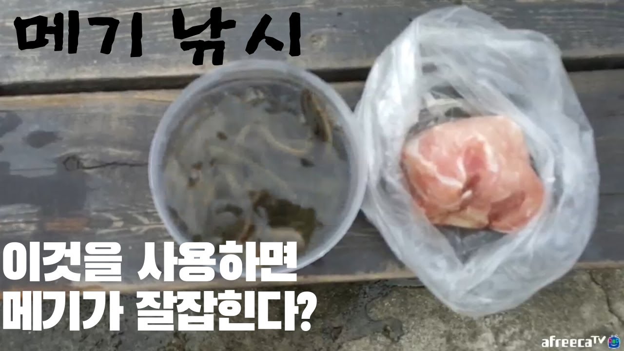초보도 이걸미끼로 사용하면  메기낚시왕 될수 있다?