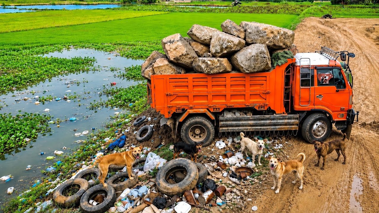 First Start New Landfill Project !!! Heavy Dump Truck at Work Filling Lowland Near Rice Fields
