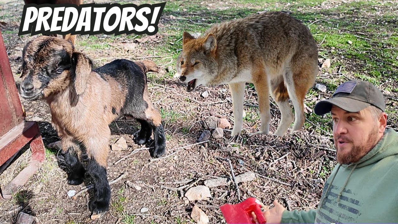 New Baby Goats Born & The Guard Dogs Caught The Predators Lurking!