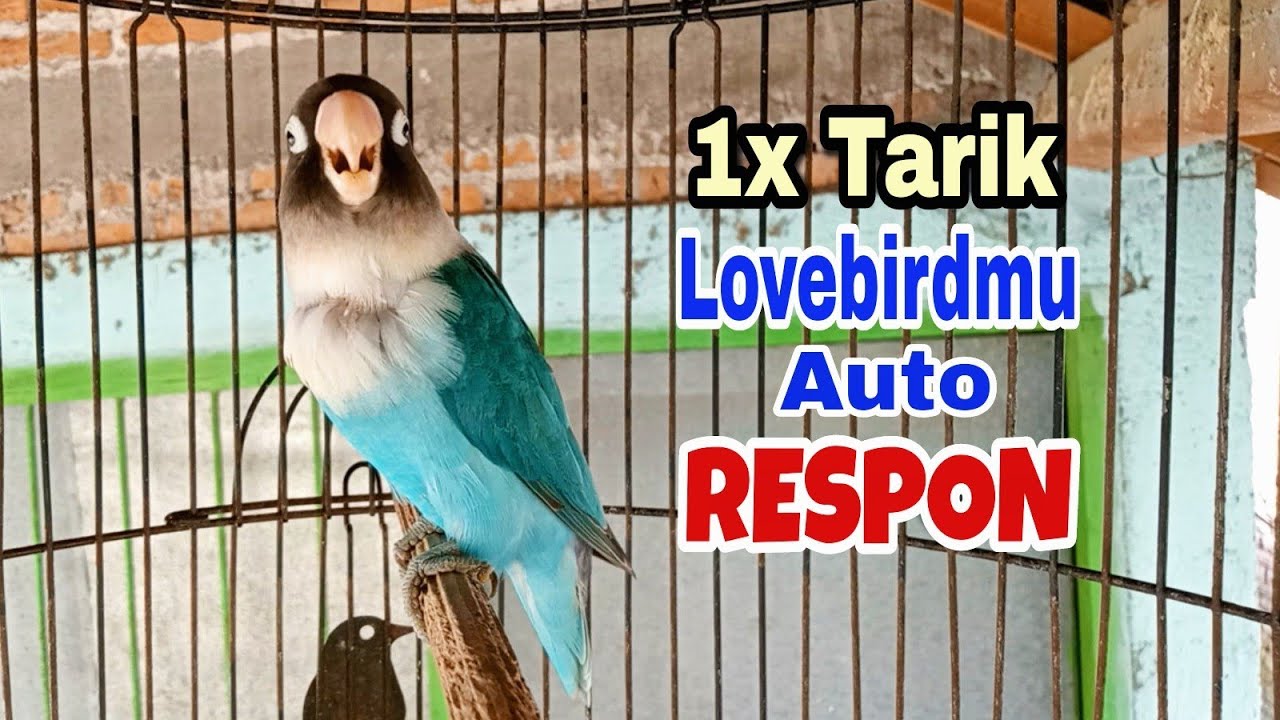 Sekali Putar Semua Jenis Lovebird Auto Nyaut Ikut Ngekek Pancingan Lovebird Fighter