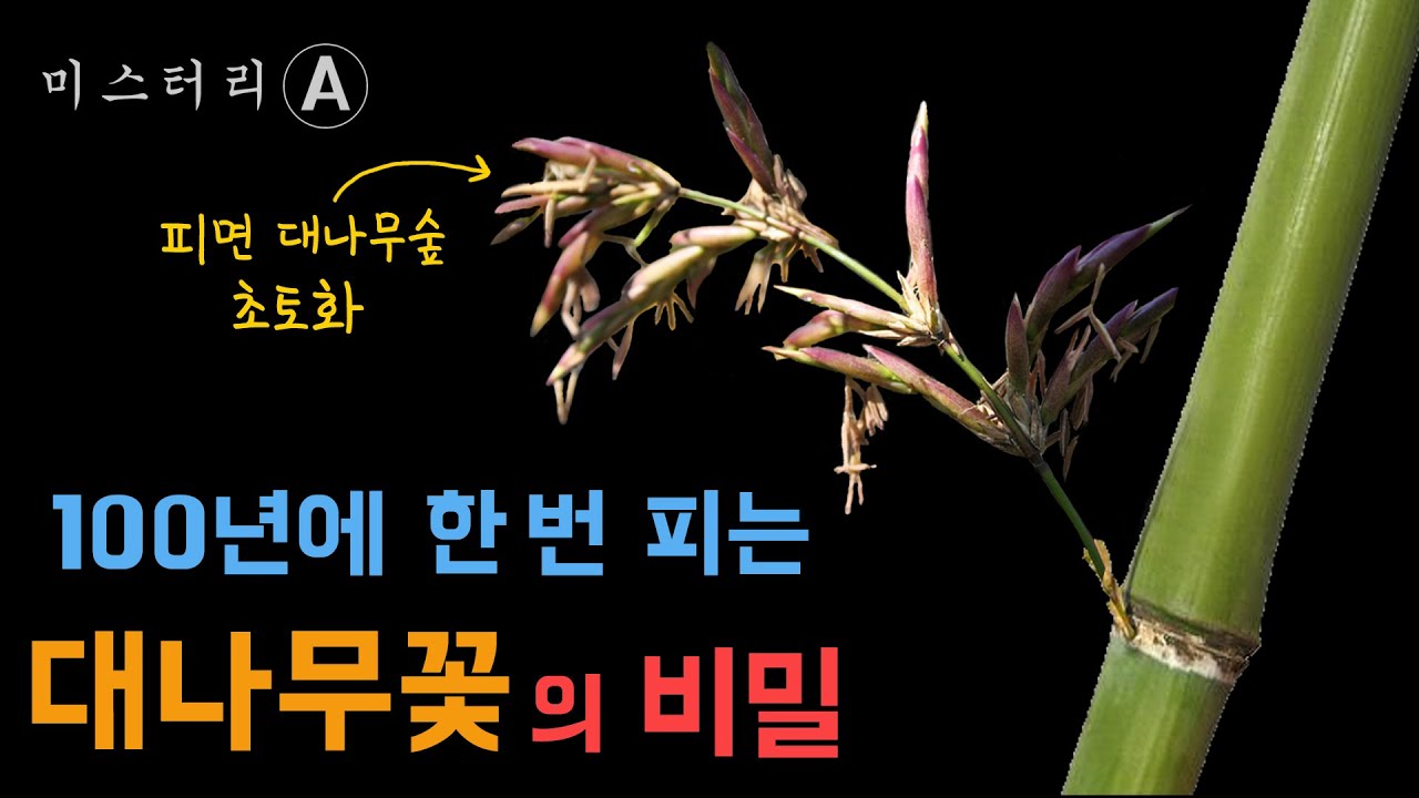 대나무꽃이 100년에 한번 피는 이유 (feat.대나무류 개화병)