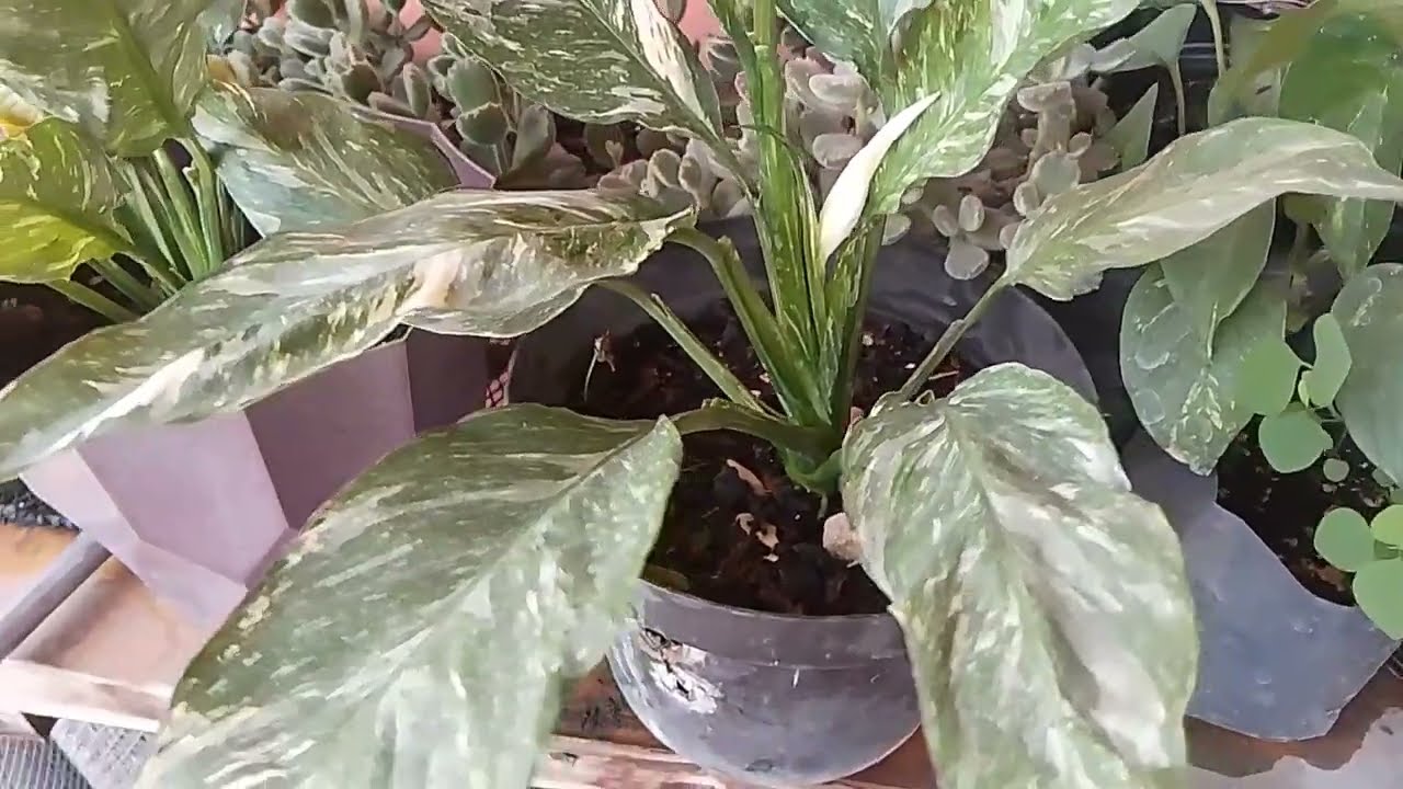 Trucos y Tips para la floraci&oacute;n de la planta cuna de mois&eacute;s variegada!! #plantas #flores