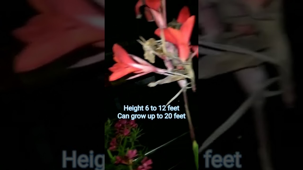 Red Kaner Plant_Nerium Oleander_Complete Information_Green Orchard_Video Credit:Geeta Singh