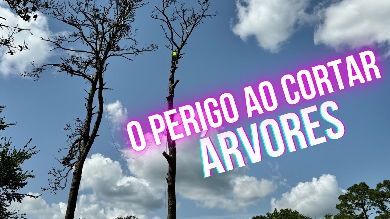 Eles arriscaram para cortar as arvores