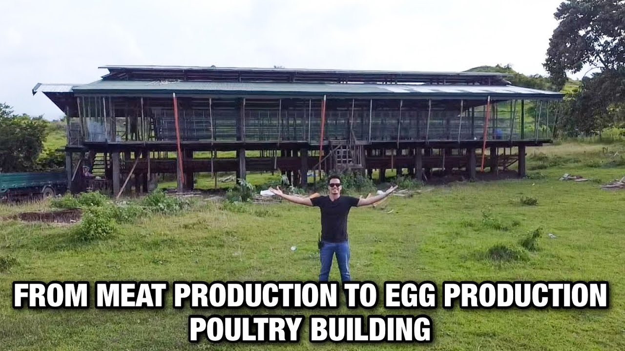 FROM MEAT PRODUCTION TO EGG PRODUCTION POULTRY BUILDING | DWIGHT TAMAYO