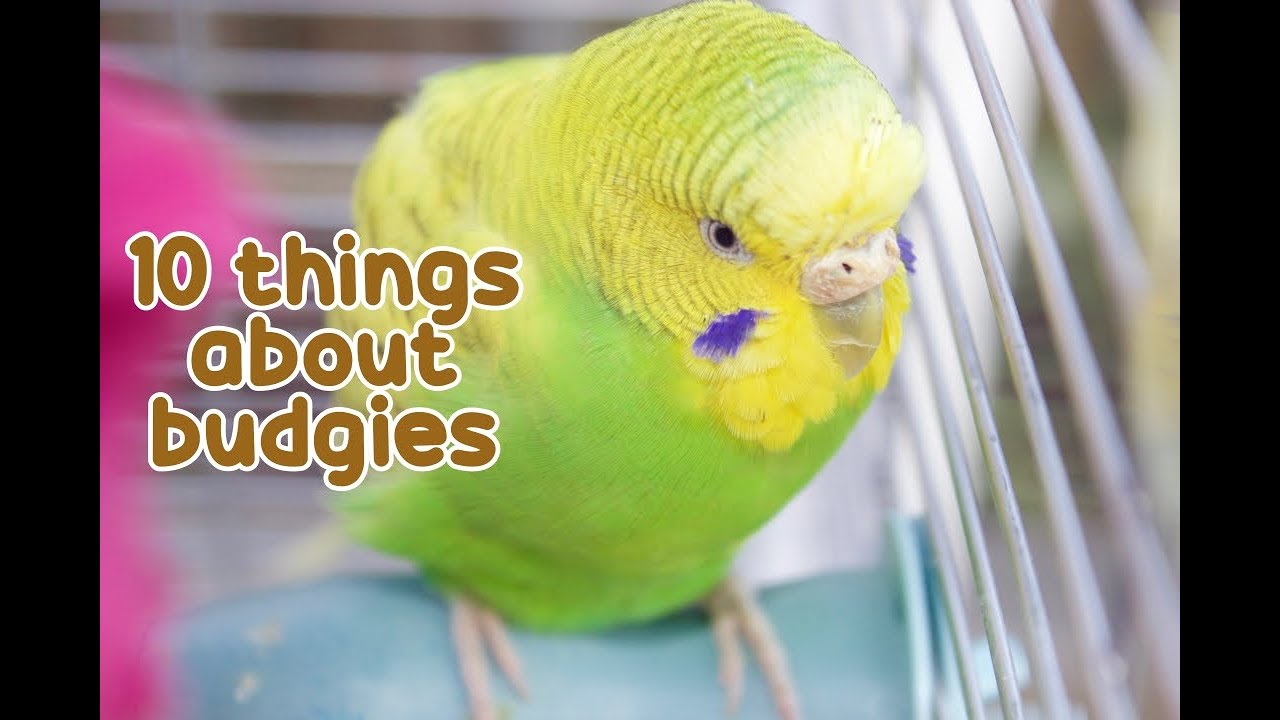 ✨10 Interesting Facts About Budgies ✨