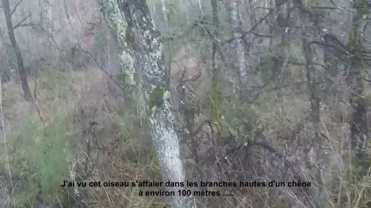 BECASSE DU 27 DECEMBRE 2017