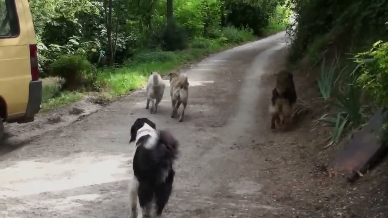 Ce chien defend sa copine qui est en chaleur contre 3 autres chiens