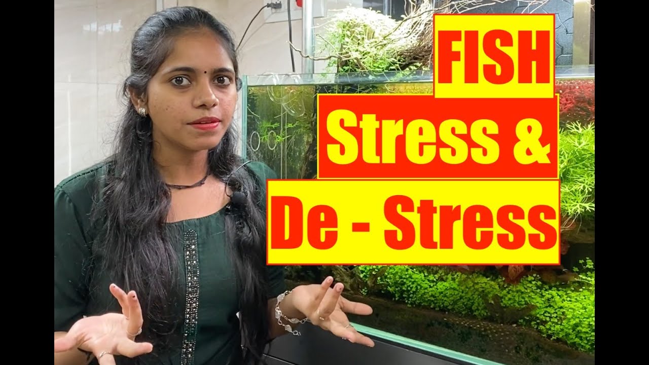 What is Fish Stress | How to Reduce Stress in Aquarium Fish | Mayur Dev Aquascaper HD 1080p
