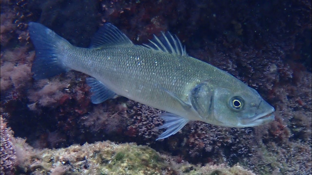 Zeebaars/European bass (Dicentrarchus labrax)