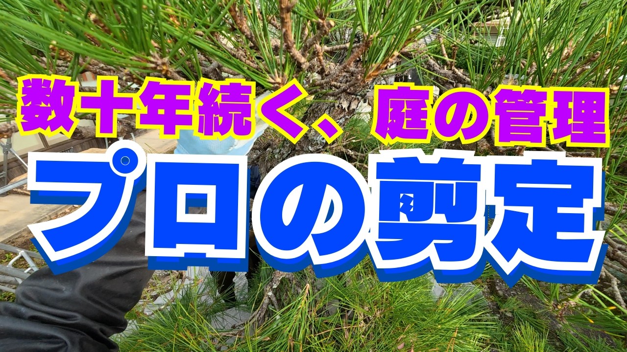 【黒松の剪定】世界に誇れる日本の技術‼︎岡山で数十年前に自社で施工したお庭の管理