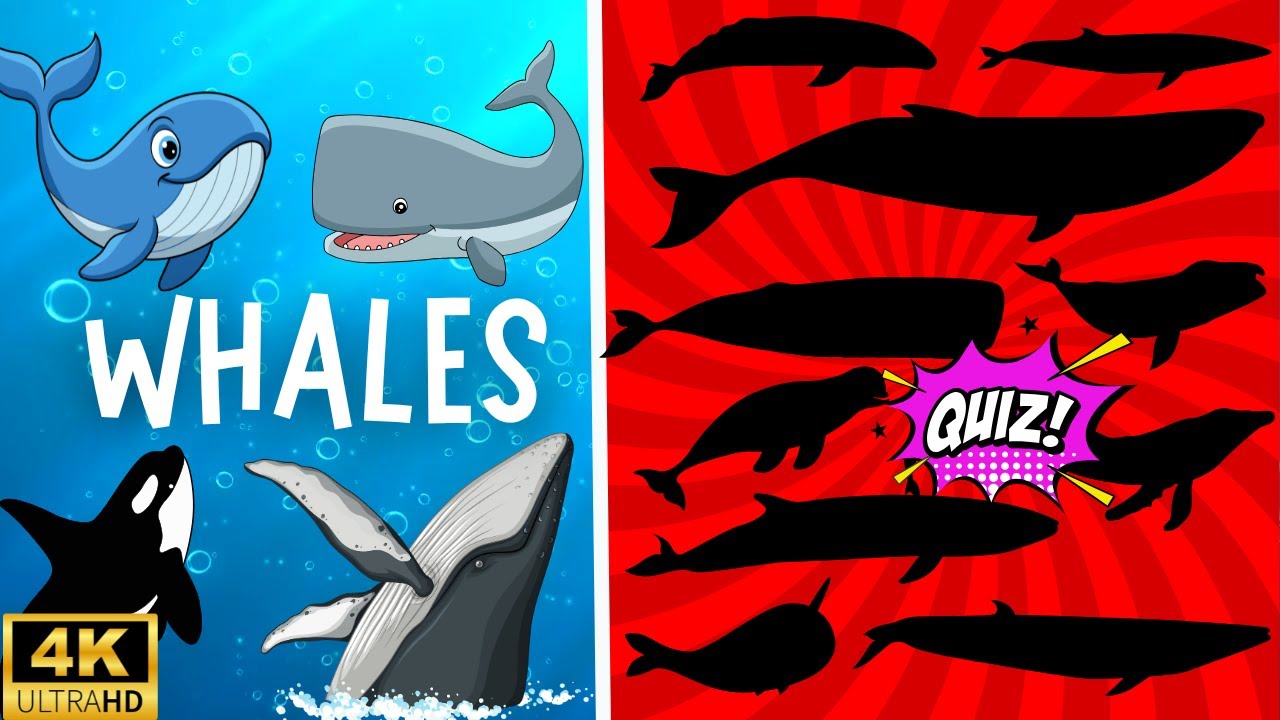 Whales & guess the shadow of the whales quiz| shadow game| learning video for kids |Family FunTime!