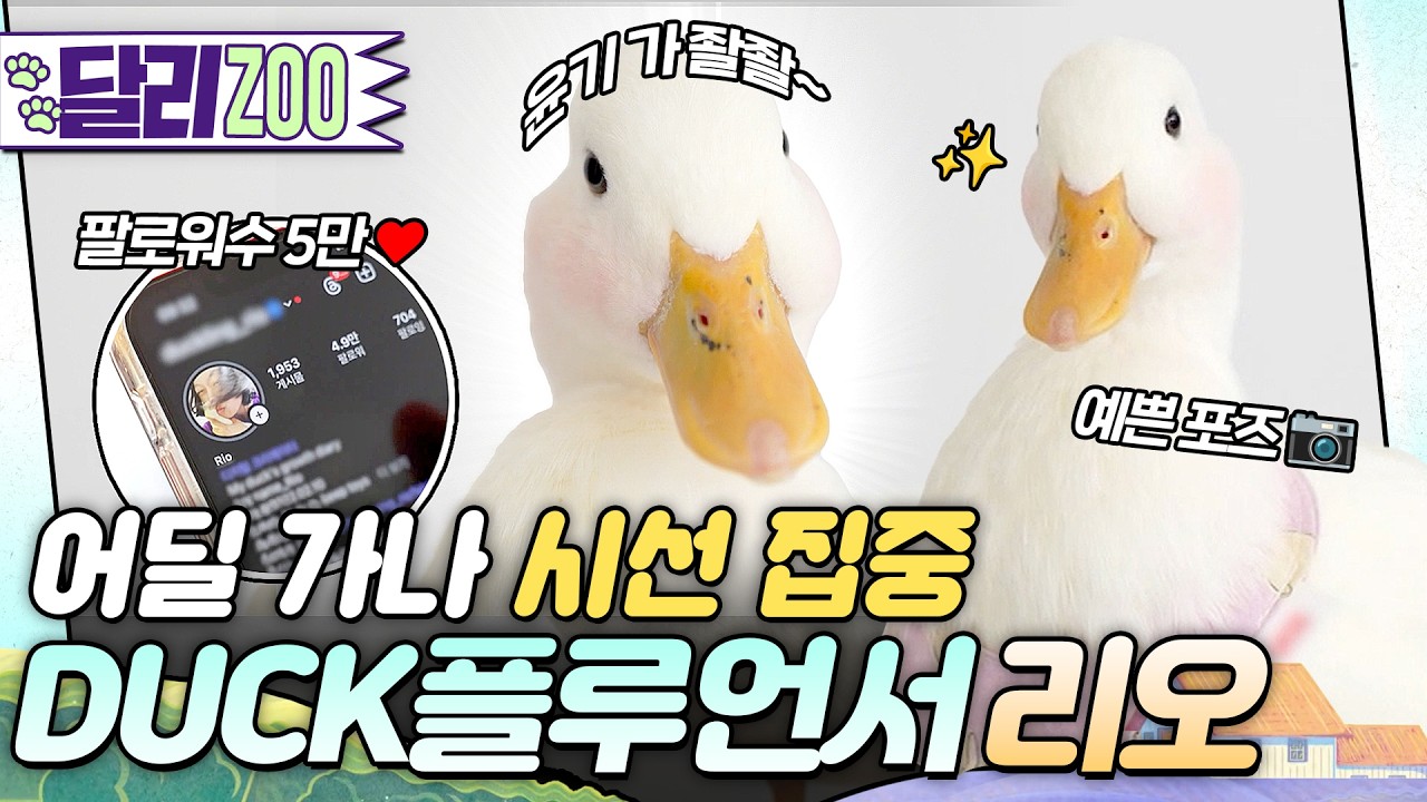 [🐕#달리ZOO] 사진 촬영도 완벽히📸 많은 사람들에게 사랑받는 셀럽오리😎✨ 덕(duck)플루언서 리오🦆 #달리 #DALI