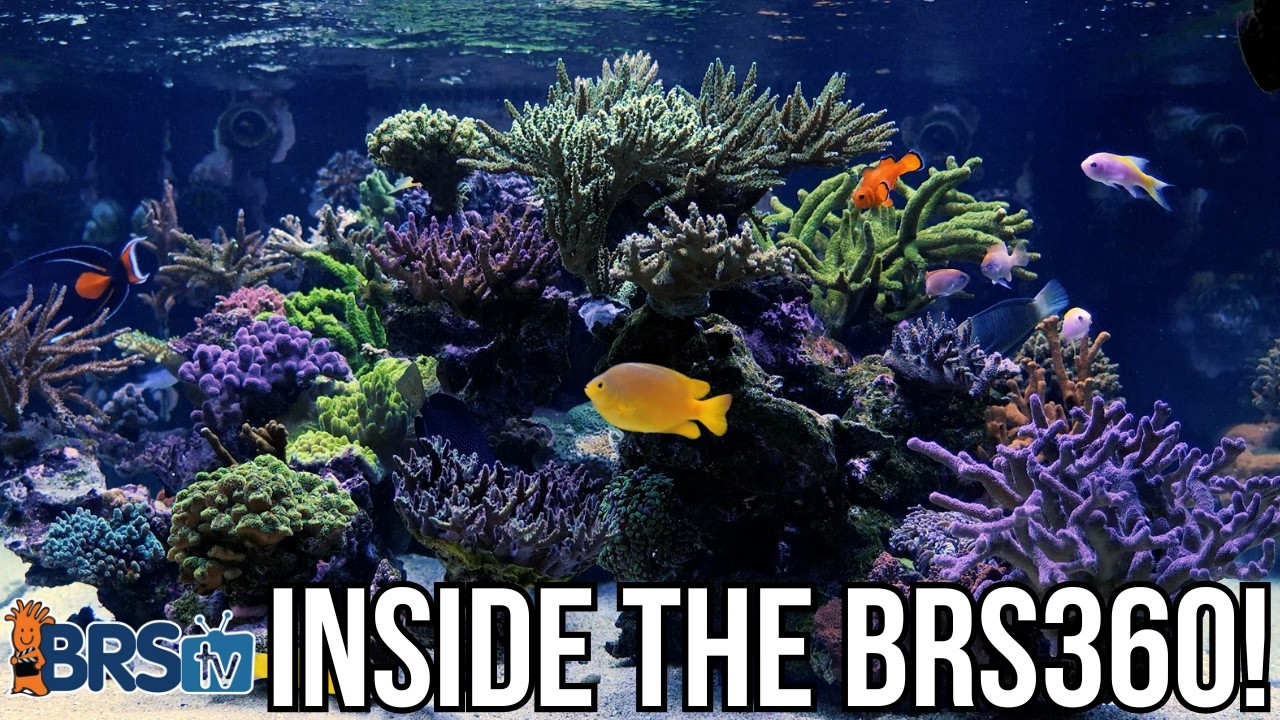 Step Into the BRS 360 &ndash; Our 360-Gallon Reef Tank