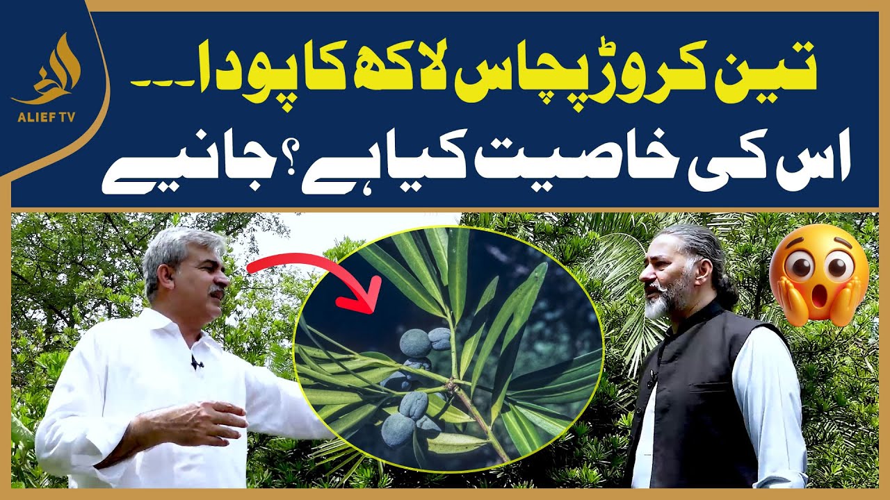 Teen Crore Pachas Lakh Ka Poda | Is Ki Khasiyat Kya Hai? | Explained Ch Talat Munir