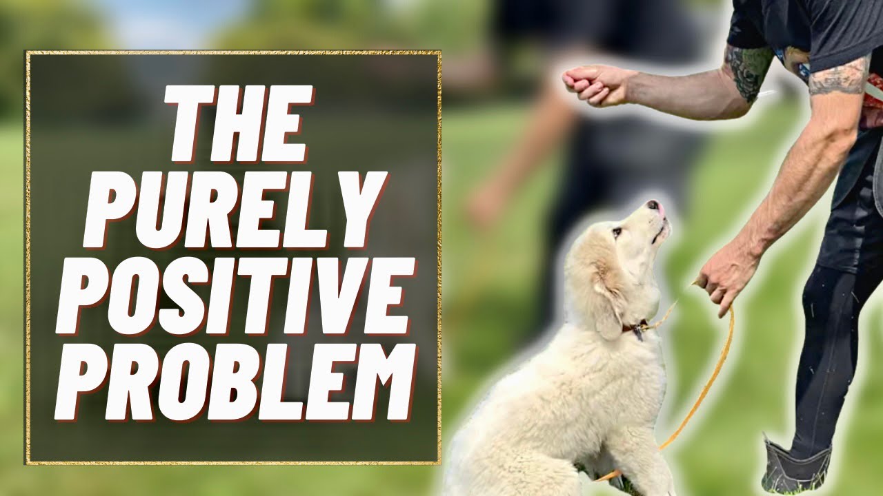 The Problem With Purely Positive Dog Training + Live Q&A!