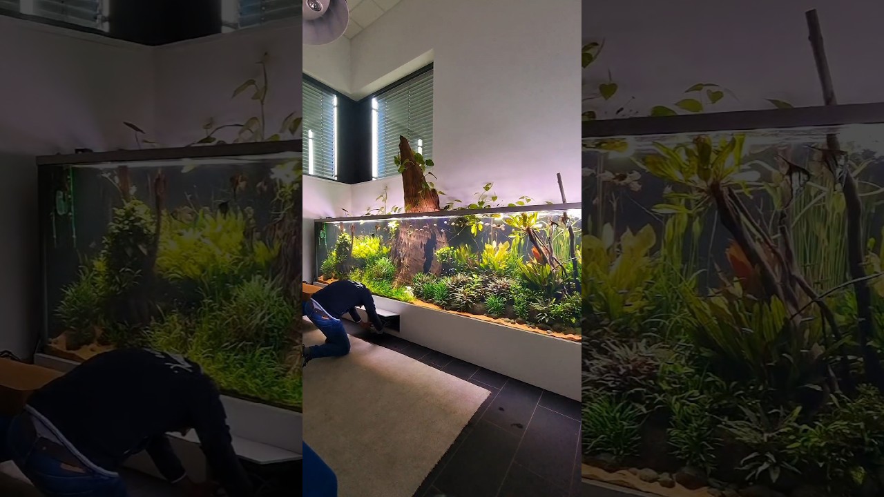 5000 liter aquarium maintenance #shorts