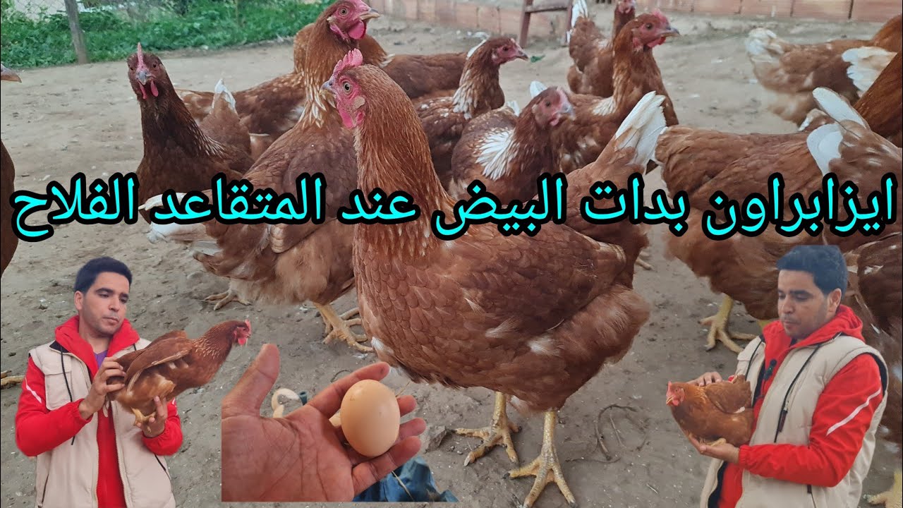 شوفو اول بيضات دجاجة ايزابراون عند المتقاعد الفلاح