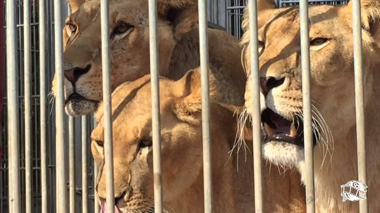 Circo di Vienna : Dietro le Quinte - lo Zoo