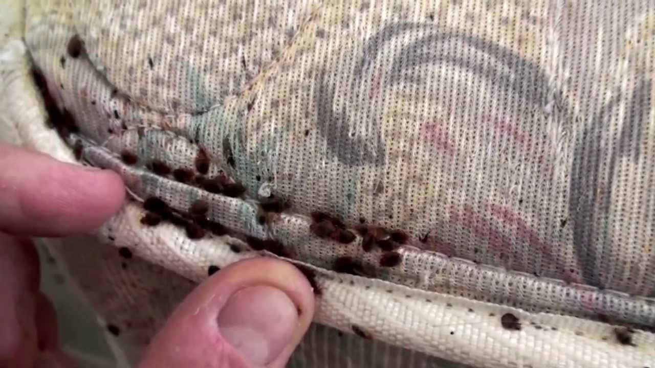 Dezinsectie plosnite, cum scap de plosnite, insecticide si otrava
