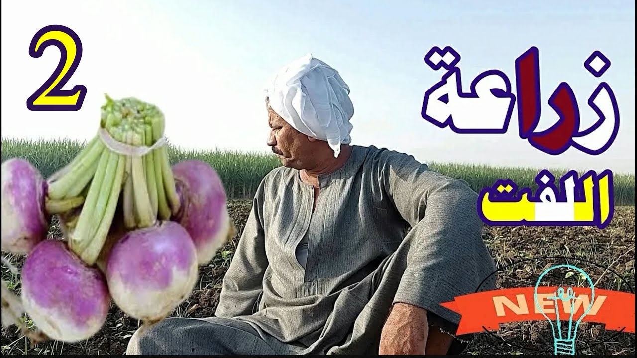 زراعة اللفت من البذور ☝ الري والتسميد☝الانتاج والارباح️☝