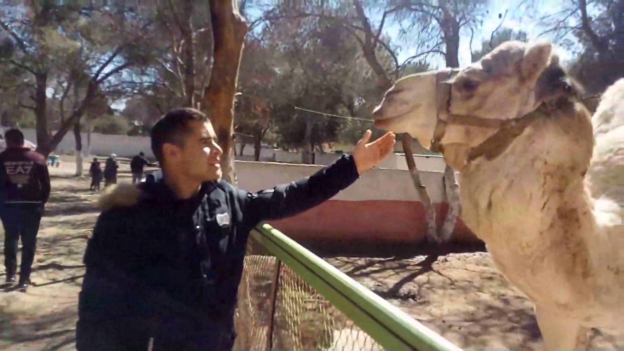 حقيقة حديقة الحيوانات أم البواقي parc oum el bouagh