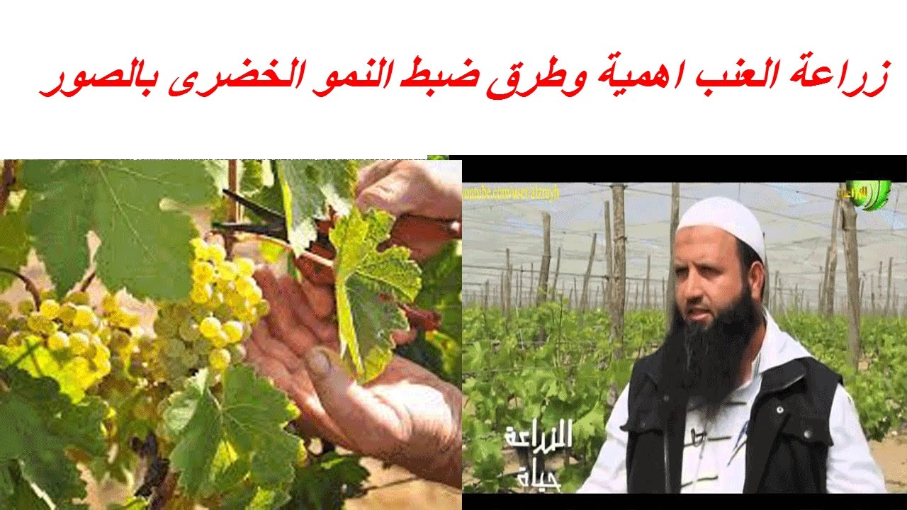 زراعة العنب اهمية وطرق ضبط النمو الخضرى بالصور