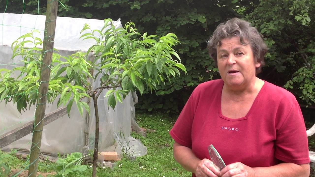 Jutka mama kertje június elején