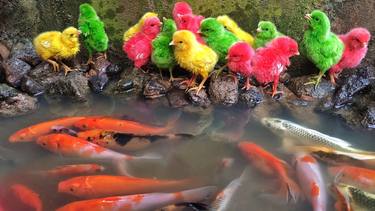 Menangkap Ayam Lucu, Ayam Rainbow, Ayam Warna Warni, Ikan Hias, Bebek, Cumi-Cumi, Ikan Koi, Kelinci