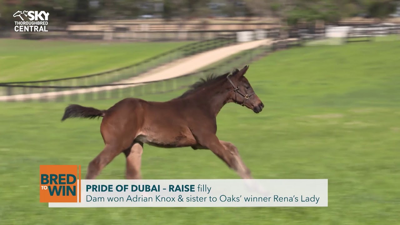 Bred To Win  - Pride Of Dubai Foals