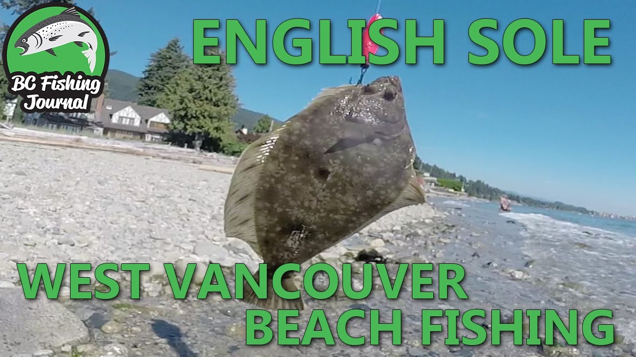 English Sole fish - West Vancouver Beach Fishing