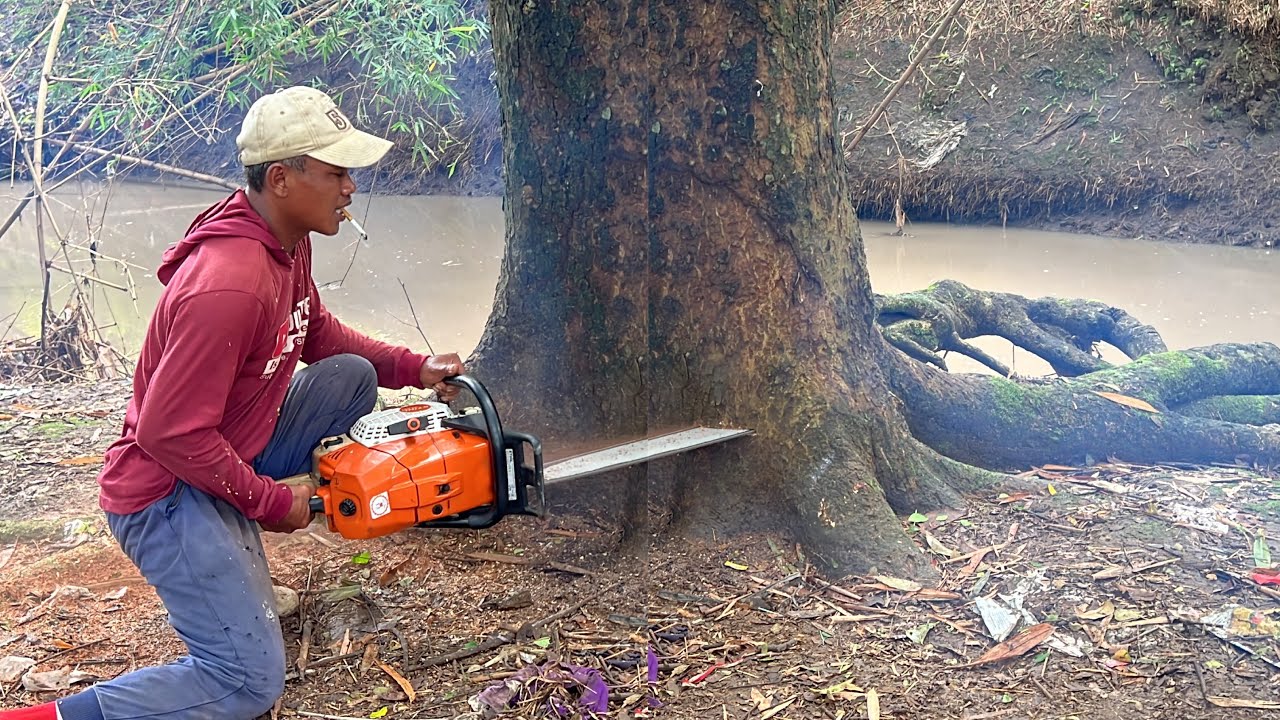 Felling of 2 trembesi trees with the best quality !!