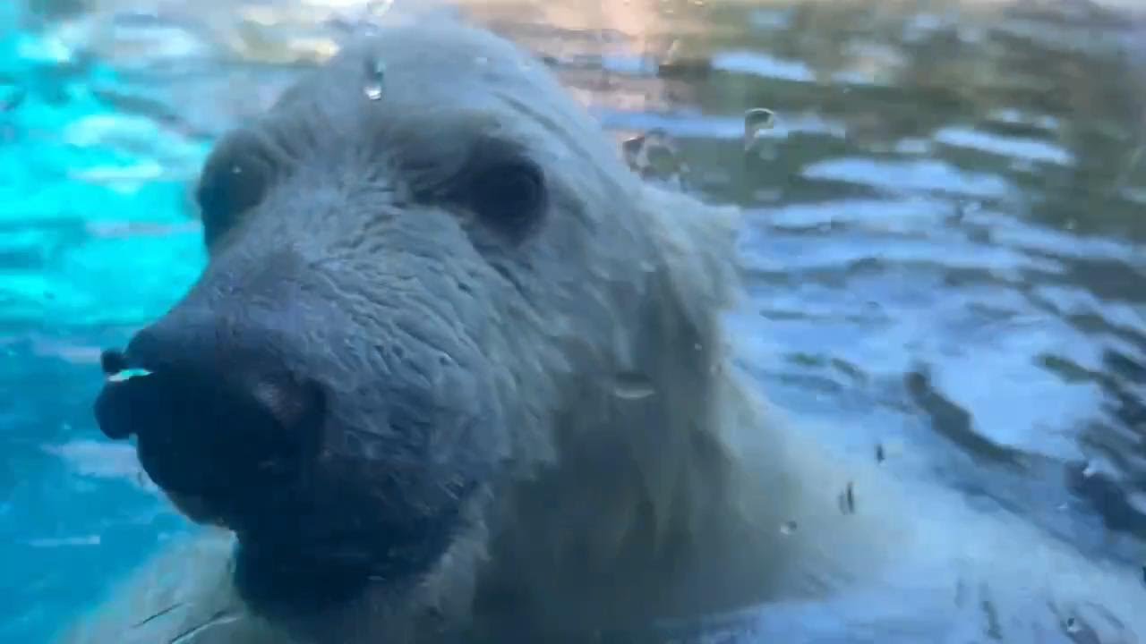 番外編 ママに乗っちゃうライくん【番外編】【よこはま動物園ズーラシア】【2025年】