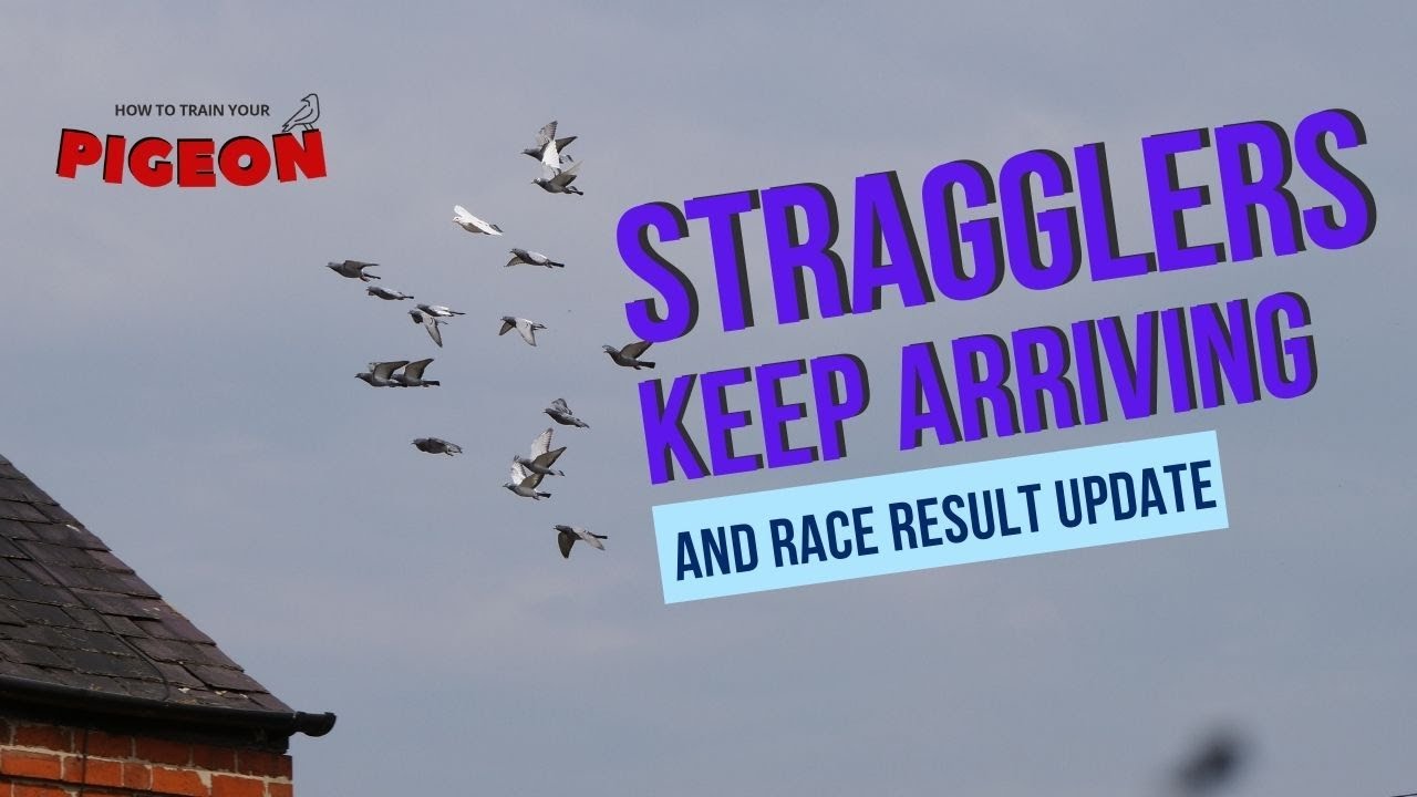 Not My Racing Pigeon! Random Birds Keep Arriving HTTYP Ep 16
