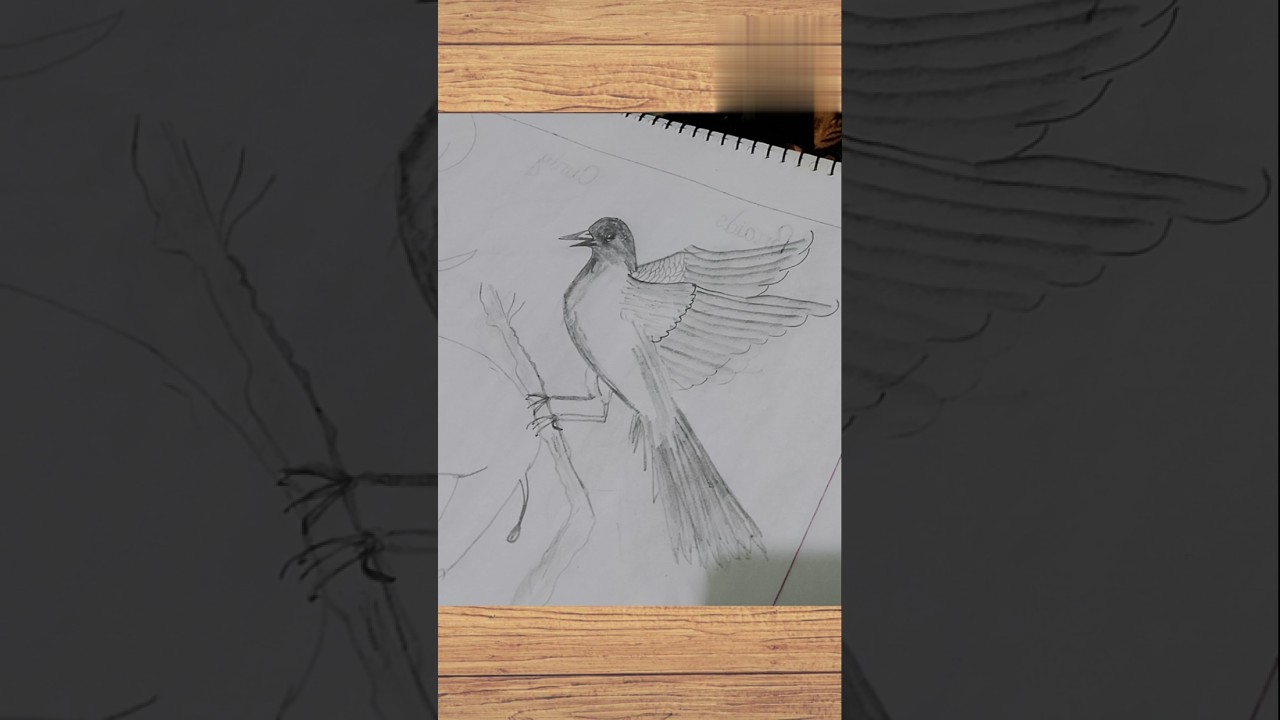 drawing for beginner's 