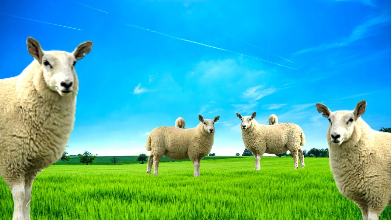 Som de ovelha -som de ovelha berrando - som de ovelha gritando mp3🐑🐑🐑🐑