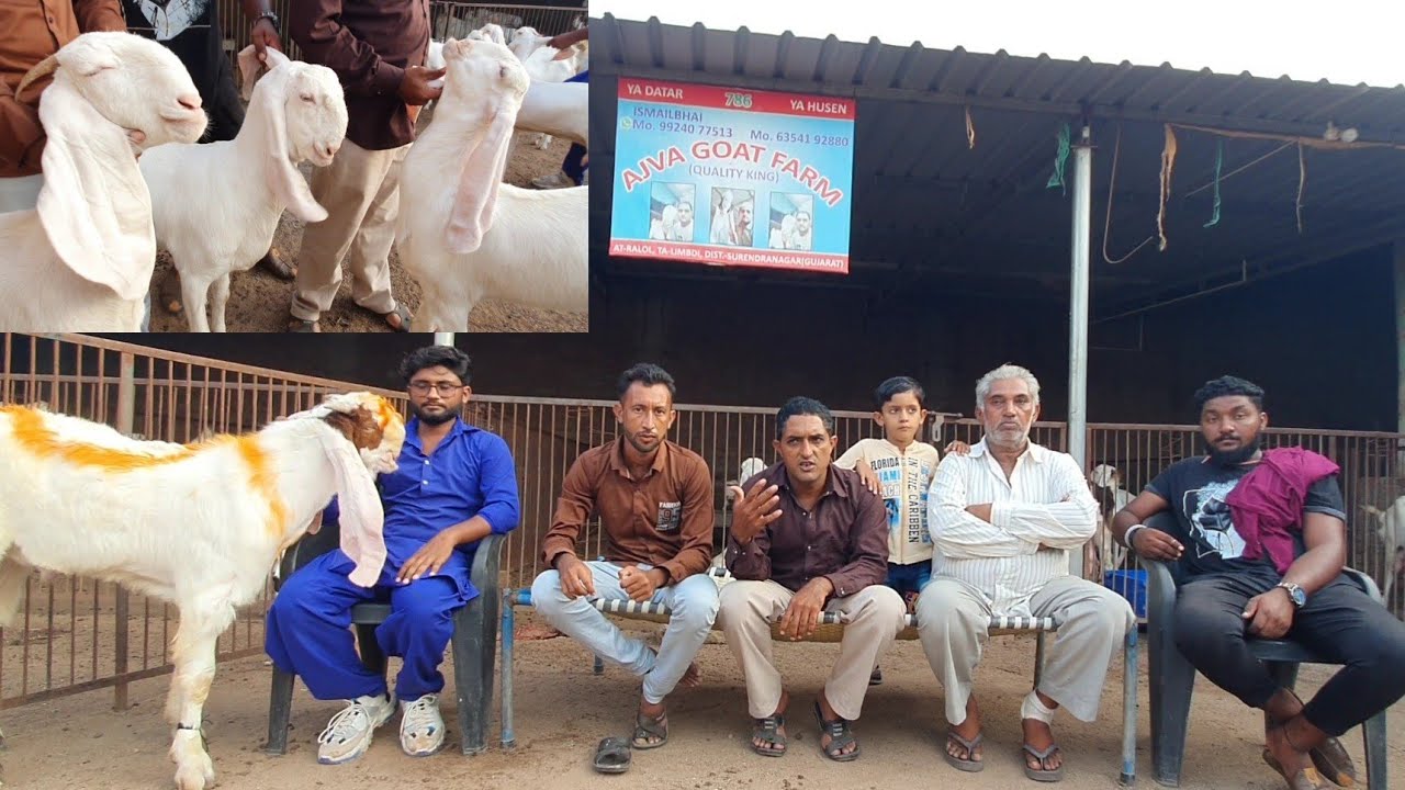 Ajva Goat Farm Limbdi Quality King | Best Patira Breeding Setup Hyderabadi Breeder.