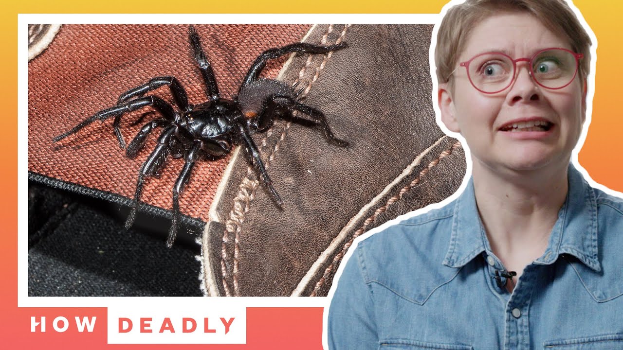 Why you should NEVER touch this Australian spider | How Deadly (Funnel Web)